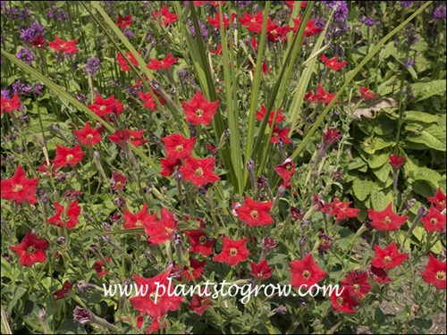 Petunia exserta
The Ti plant and Petunia exersta were growing in a large clay pot set in the garden.